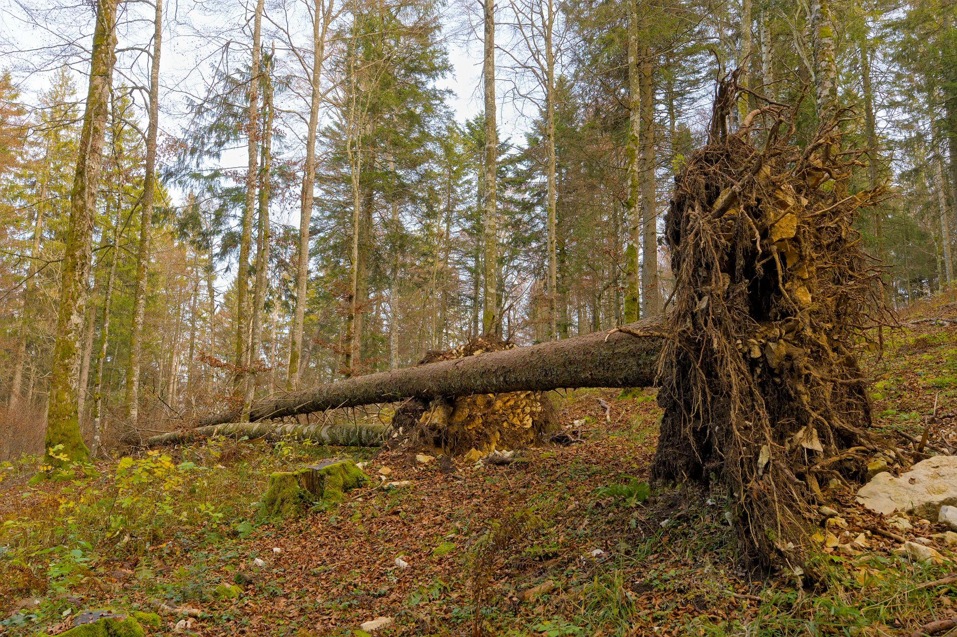 Enlèvement arbre urgence à Marignane